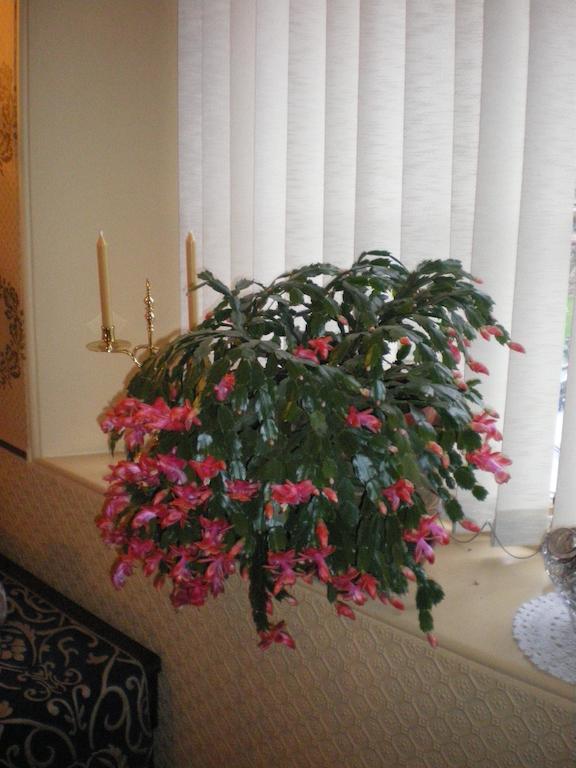 Langley Bank Guest House Ayr Bagian luar foto